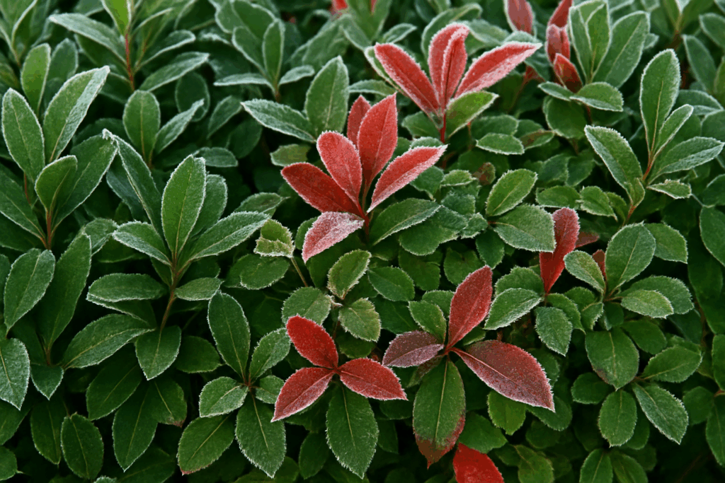 12 Piante Alpine Sempreverdi Miste – 6 Varietà Colorate, Perenni Da Fiore, Resistente Al Freddo