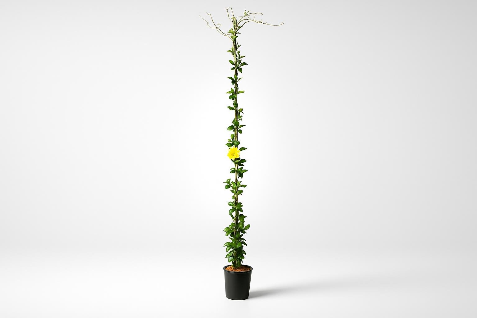 Come arredare una piccola pergola con rampicanti e sedute pieghevoli in primavera