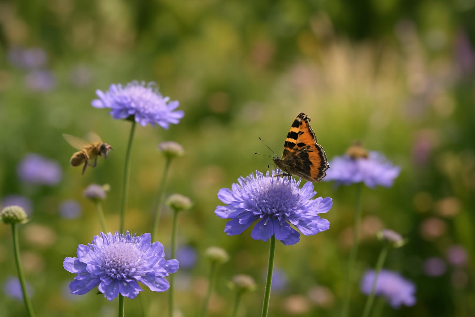 Scabiosa in giardino e in vaso: il fiore leggero che attira api e farfalle a fine primavera