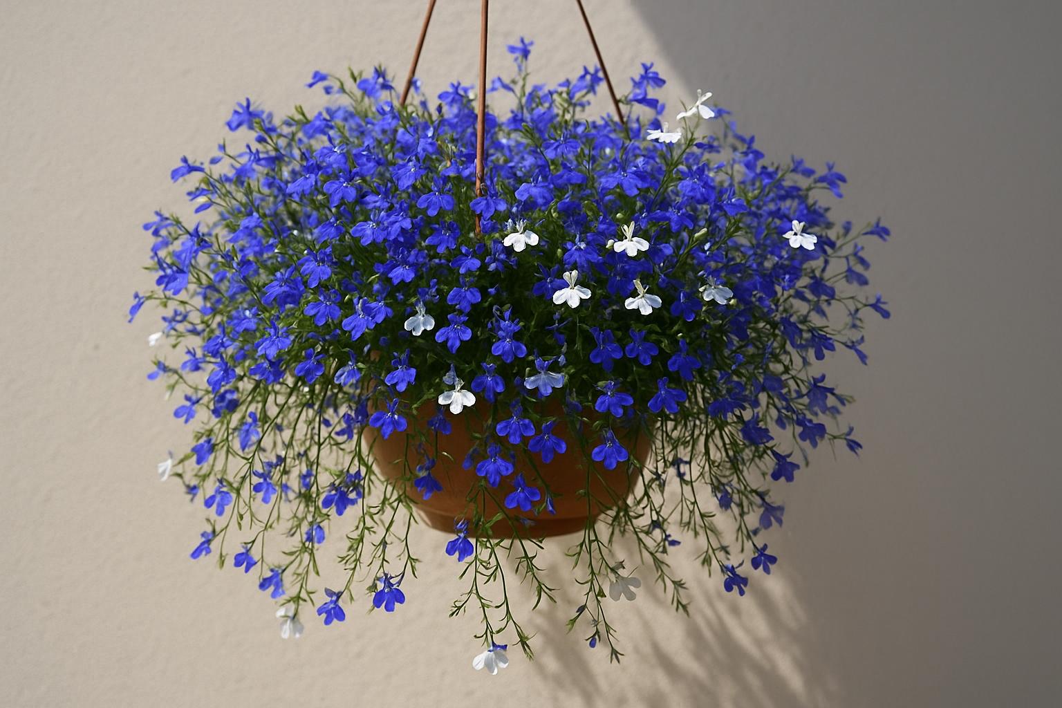 Lobelia pendente per balconi freschi: come coltivarla in cassette e vasi sospesi