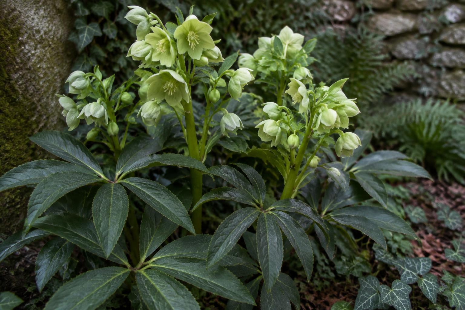 Elleboro fetido in giardino: una perenne resistente per angoli ombrosi