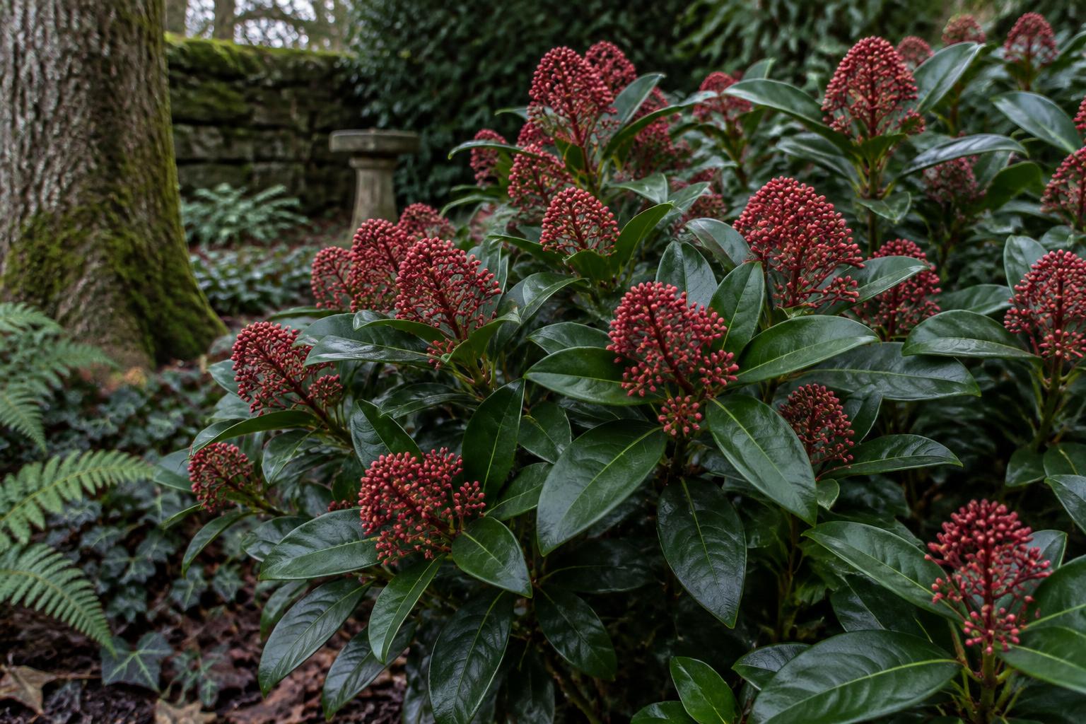 Skimmia japonica in giardino: come coltivare l’arbusto che porta colore nelle stagioni fredde