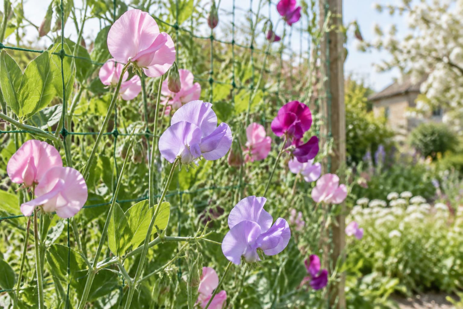 Seminare il pisello odoroso in autunno per fioriture profumate la prossima primavera