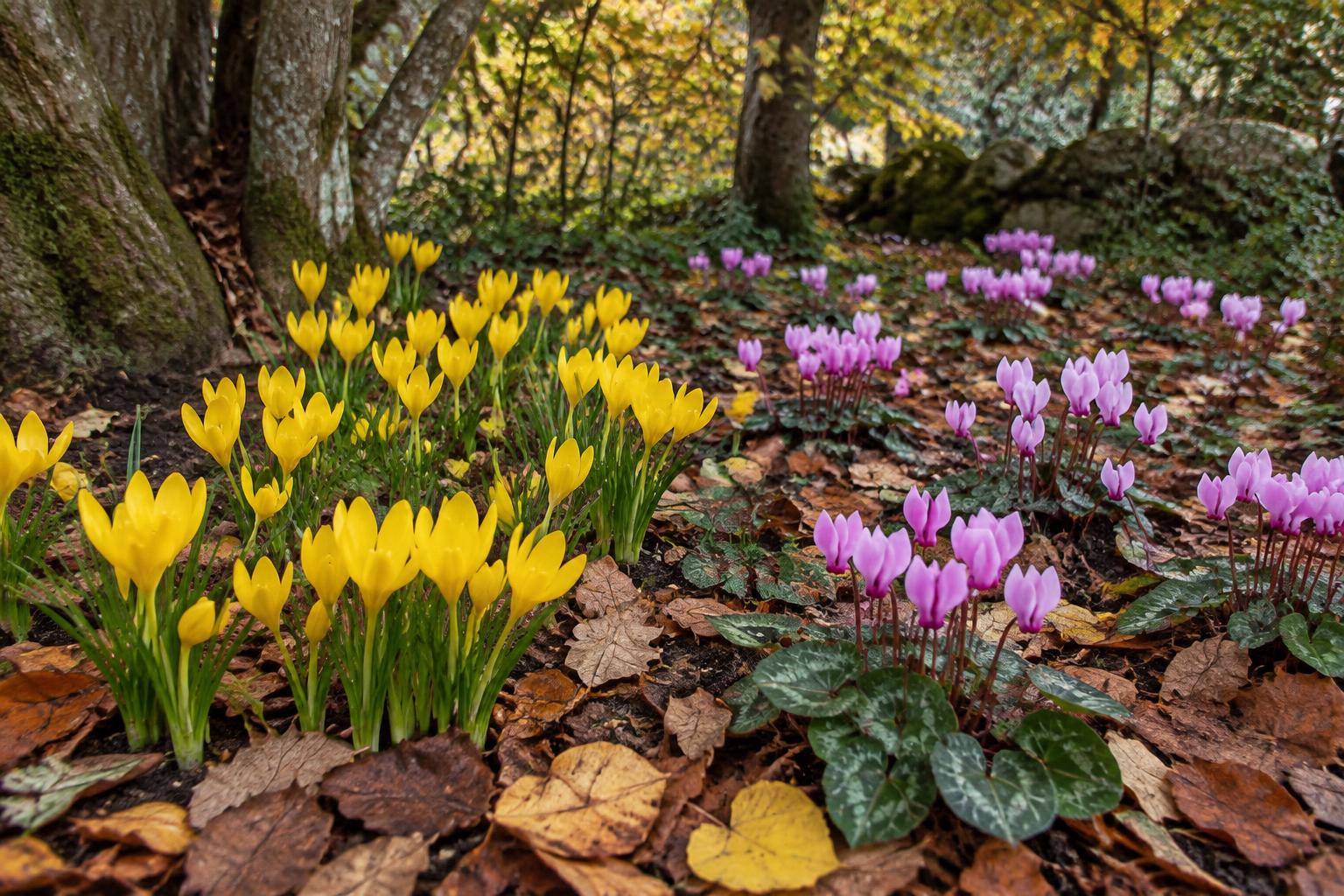Sternbergia e ciclamini spontanei: creare un tappeto di fiori tra le foglie d’autunno
