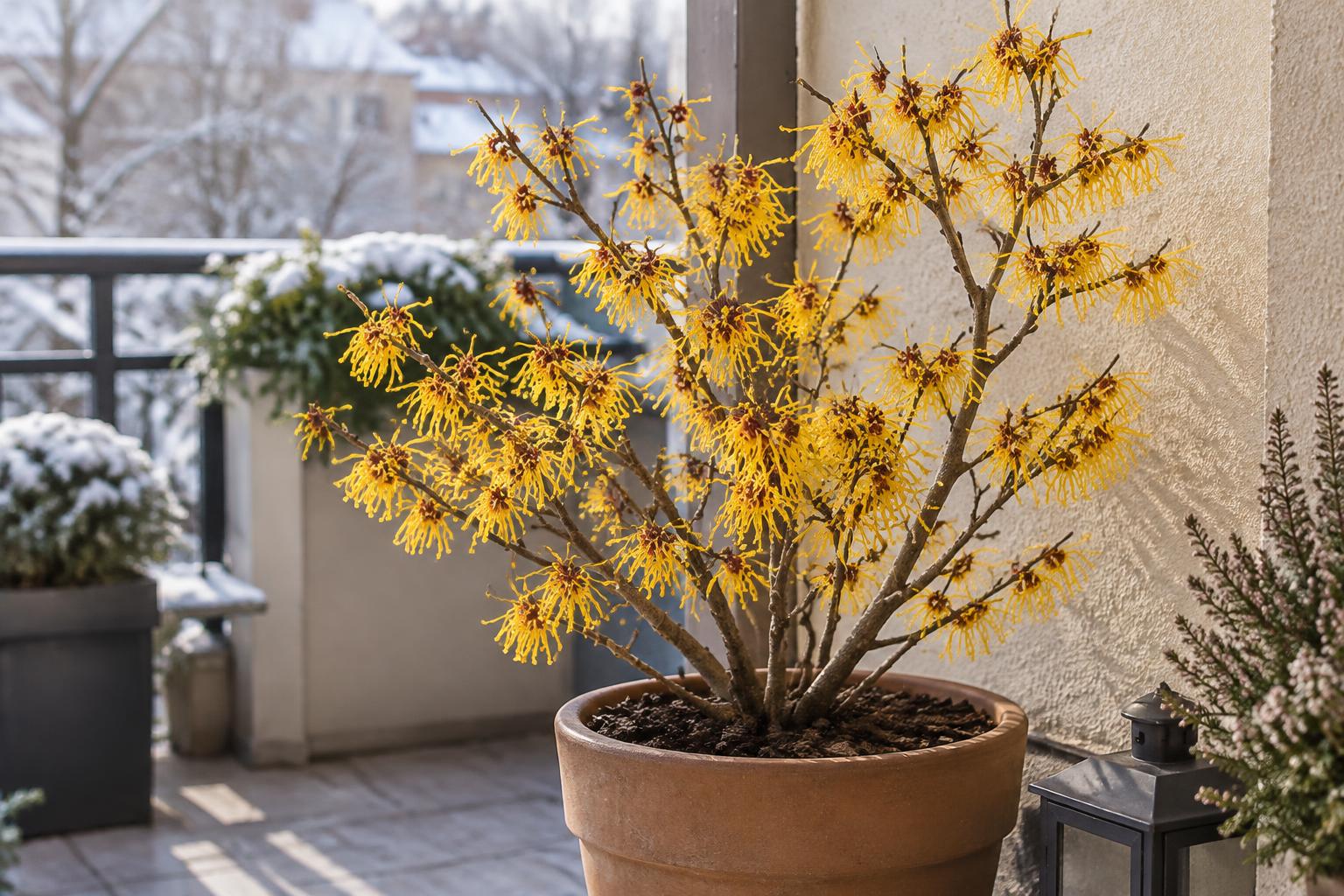 Amamelide in vaso: come coltivare un piccolo arbusto dai fiori invernali profumati