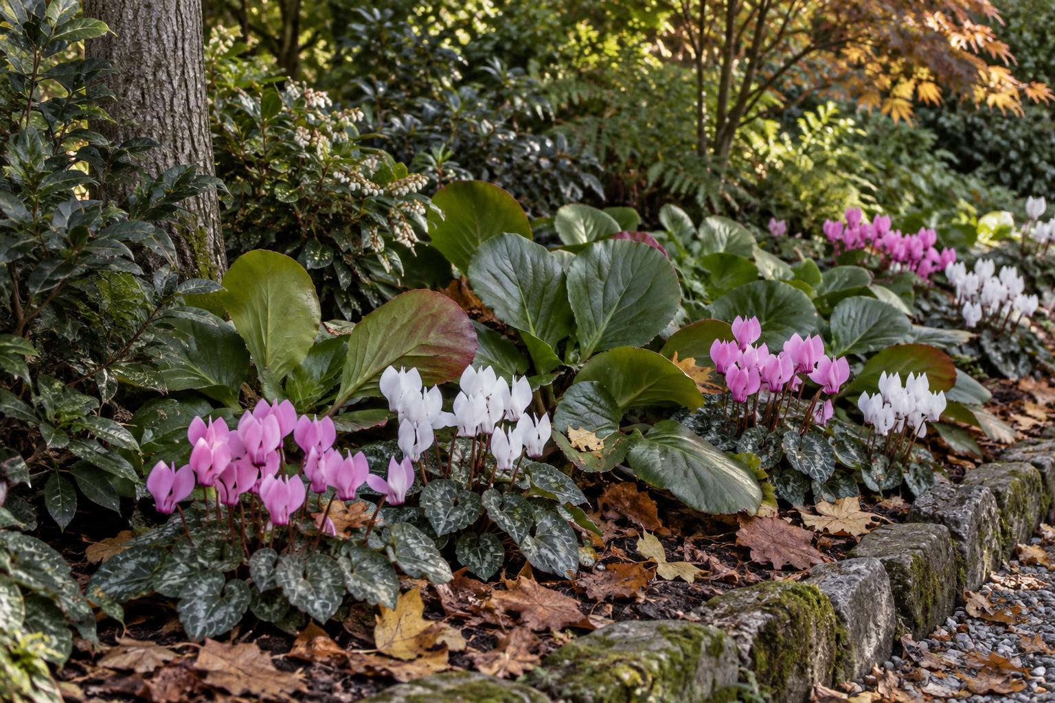 Ciclamini rustici e bergenie: una bordura autunnale che resta decorativa anche con il freddo
